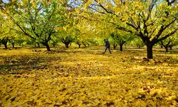 Malatya Tarım Müdürlüğü’nden Kayısı Üreticilerine Uyarı: Sonbahar Hastalıklarına Karşı Bordo Bulamacı Şart!