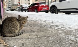 Doğu Anadolu’da Dondurucu Soğuk: Beş İlde Kar Yerini Buzlanmaya Bıraktı