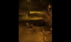 Tunceli Pülümür’de anne ayı ve yavruları ilçe merkezine indi