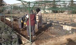 Türkiye’den Türkmenistan’a 50 bin fidan desteği