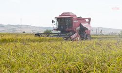 TMO 2026 çeltik fiyatını açıkladı