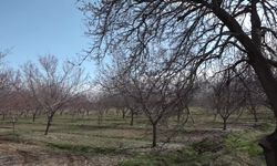 Ziraat Mühendisleri Odası Başkanı Fevzi Çiçek: 60-70 bin ton rekolte bekleniyor