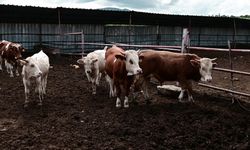 Yozgat’ta köyler yaşlanıyor: Hayvancılık bitme noktasında