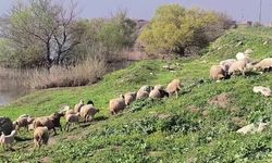 Besicinin Kurban İsyanı: "Zarar Ettik, Kurbanlık Beslemeyi Bıraktık!"