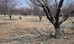 Malatya Ticaret Borsası Başkanı Özcan'dan kayısıda sezon öncesi “doğru ilaçlama” uyarısı