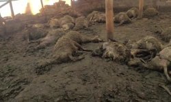 Kurdun girdiği ağıldaki 40 koyun öldü, 25 koyun yaralandı: Üretici destek bekliyor