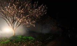 Malatya'da zirai don alarmı: Tarım il müdürlüğü ekipleri ve üreticiler don riskine karşı gece boyunca yoğun mesai yaptı