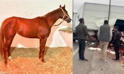 Yarış Dünyasında Yas: Şampiyon Safkan Heyfa Trafik Kazasında Hayatını Kaybetti!