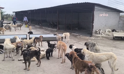 Bakanlık Düğmeye Bastı: Sokak Köpeği Saldırıları Sonrası 3 Belediye Başkanına Şok Karar!