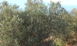 Zeytin Üreticisi Alarm Veriyor: Rekolte Yüksek Ama Maliyetler Bel Büküyor!