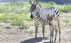 Ankara'da Yavru Zebra Dünyaya Geldi!