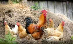 TÜİK Rekor Rakamları Açıkladı: Kümes Hayvancılığı Üretiminde Dev Artış!