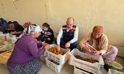 Doğanşehir'de Hasat Mesaisi! Kaymakam Sungur Tarlaya İndi, Üreticinin Taleplerini Dinledi