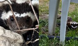 Malatya’da Bahçeye İnen Nadir Konuk Heyecan Yarattı: O Anlar Kamerada!