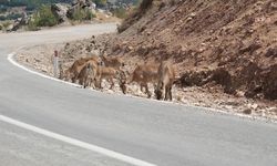 Tunceli'de Dağ Keçilerinin Avlanması Sınırsız ve Süresiz Yasaklandı
