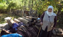 85 Yaşındaki Hatice Nene Dededen Kalma Sepetlerle Kara Kovan Balı Üretiyor