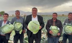 Lahana Tarlada Kaldı, Üretici Feryat Etti: Geçen Yılın Yarı Fiyatına Alıcı Bulamıyor