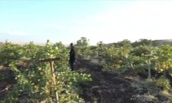 Silvan'da Bağ Bozumu Mesaisi Başladı: Geleneksel Üzüm Lezzetleri Sofralara Taşınıyor