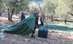 Soma'da Zeytin Üreticisi ve İşçisi Zorda: "İşin İçinden Çıkmak Mümkün Değil"