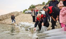 Malatya'da Su Kaynaklarına Dev Yatırım: 6 İlçeye 1 Milyon 300 Bin Sazan Yavrusu Bırakıldı!