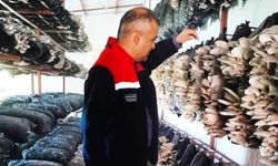 Malatya'da Mantar Üretim Tesislerine Sıkı Denetim: Üretimde Hastalık ve Zararlıya Rastlanmadı