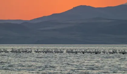 Van Gölü Havzası'nın flamingoları