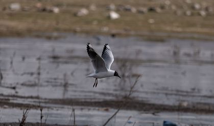Erzurum'un sulak alanları göçmen kuşlarla şenlendi