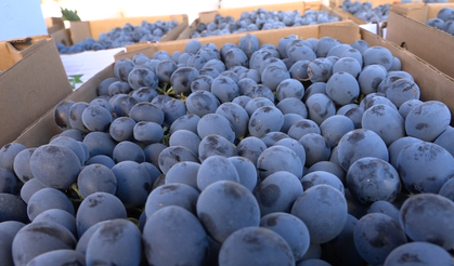 Arapgir’in meşhur Köhne üzümünde büyük kayıp: Üzüm az, fiyat yüksek