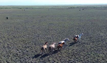 Kızılırmak Deltası’nda 450 yılkı atı özgürce yaşıyor