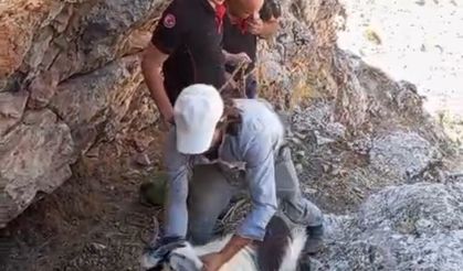Yeşilyurt’ta mahsur kalan 4 keçi kurtarıldı