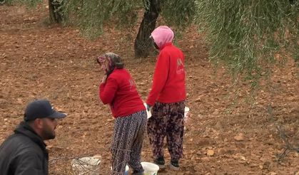 Kilis’te kuraklık zeytin üretimini vurdu... Üretici: “Verim kısıtlı, geçim zor”