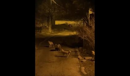 Tunceli Pülümür’de anne ayı ve yavruları ilçe merkezine indi