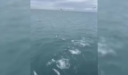 Sinop´ta yunuslar balıkçı teknesine eşlik etti