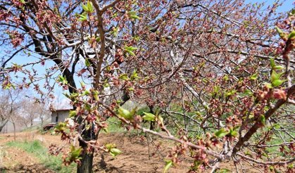 Malatya'da dolu felaketi: Kayısı ve meyve ağaçlarında zarar, hasar tespit çalışmaları başlatıldı