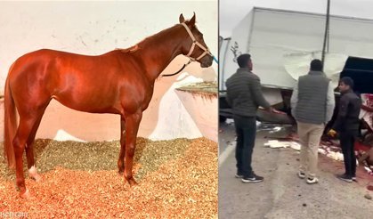 Yarış Dünyasında Yas: Şampiyon Safkan Heyfa Trafik Kazasında Hayatını Kaybetti!