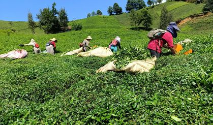 Karadeniz'de çay üreticisi: Kota ve kontenjan oyunuyla ürünler ucuza gidiyor!