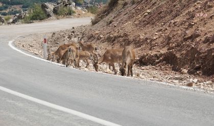 Tunceli'de Dağ Keçilerinin Avlanması Sınırsız ve Süresiz Yasaklandı