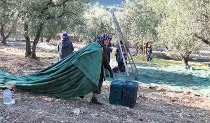 Soma'da Zeytin Üreticisi ve İşçisi Zorda: "İşin İçinden Çıkmak Mümkün Değil"