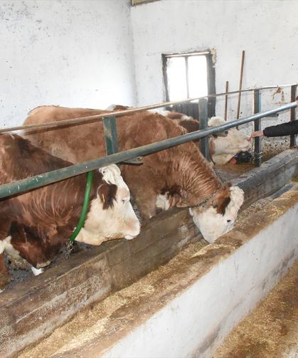 Malatya'da depremden etkilenen yetiştiriciler devlet desteğiyle hayvancılığı sürdürdü