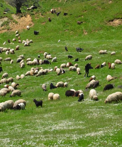 Muş'taki yaylalarda konaklayan göçerler süt sağımına başladı