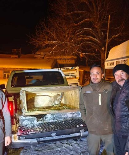 Hekimhan’da köye inen yavru dağ keçisi ekiplere teslim edildi