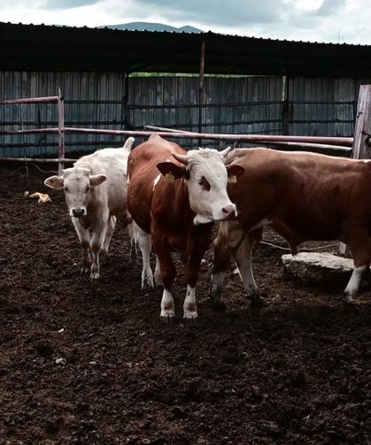 Yozgat’ta köyler yaşlanıyor: Hayvancılık bitme noktasında