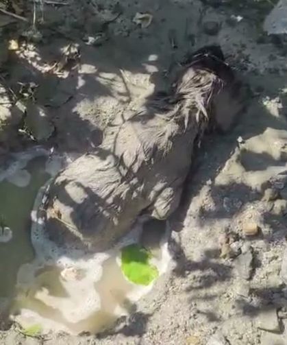 Malatya'da Yürekleri Sızlatan Olay: Betonun İçinde Mahsur Kalan Köpek Sağ Kurtarıldı