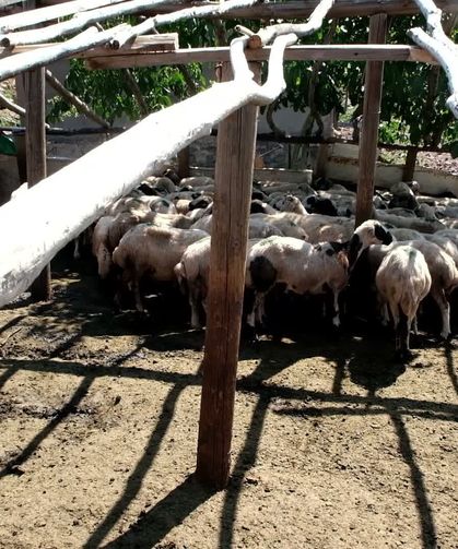 "Malımızı Valiliğin Önüne mi Dökelim?" Tunceli'nin En Büyük Kadın Üreticisi İsyan Etti!