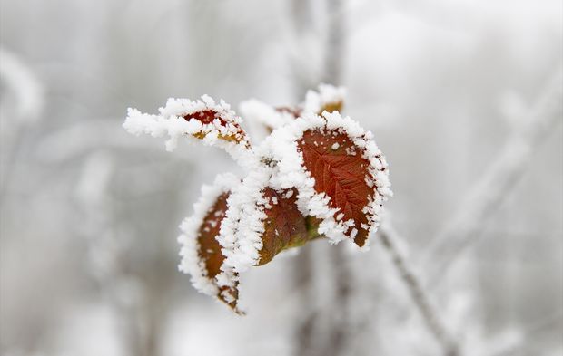 Tunceli'de dağları sis, ovaları kırağı kapladı