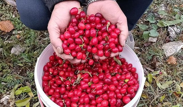 Kızılcık: Doğal Antioksidan Kaynağıyla Kalpten Kurutuyor Yoluna Şifa Dağıtıyor