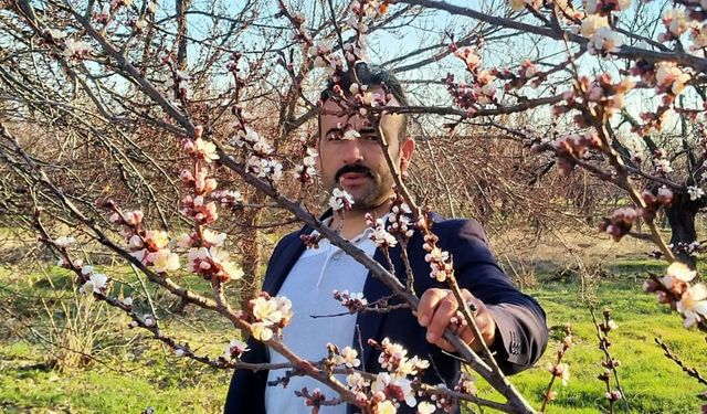 Malatya'da bazı kayısı ağaçları erken çiçek açtı