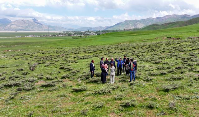 Van ve çevre illerde yöresel yiyecekleri lezzetlendiren bitkiler bilinçlendirme faaliyetleriyle korunuyor