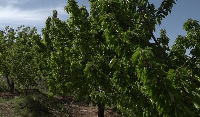 Zirai donun ardından Malatyalı çiftçinin umudu kiraz yaprağı oldu... Kiraz yaprağı 350-400 liradan satılıyor