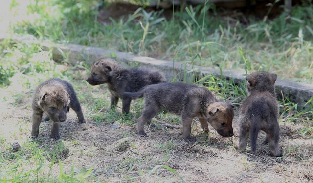 Muş'ta yaylada bitkin halde bulunan 4 kurt yavrusu koruma altına alındı